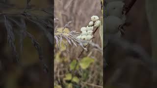 White Decoration in Nature 