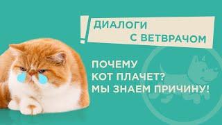 Почему у кота текут глаза?