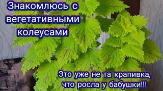 Колеусы. Пересадка черенков вегетативных колеусов.