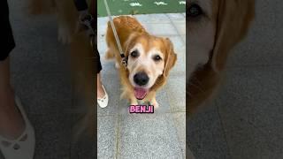 Benji was given up for adoption 