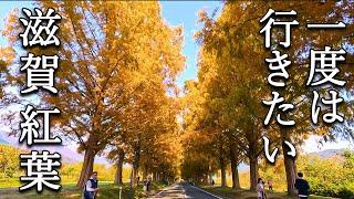 [Top 5 Autumn Foliage in Shiga] Shiga's must-see autumn foliage: metasequoias and Mt. Hiei.