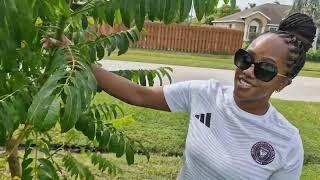 My Niece's Florida Garden: Exotic Fruit Trees Tour! - Oct 2024