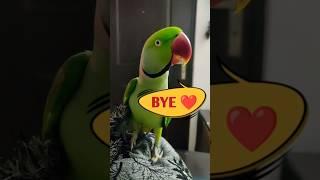 Parrot Pablo- प्यारी Bye  #shorts #parrot #dog #funny #cute