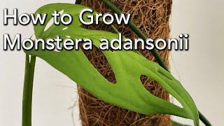 How to Grow Monstera adansonii indoors - Includes Grow on Coir Totem Pole.