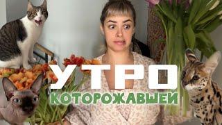 Утро многокотящей матери или как я сервала и сфинкса и дворянина кормлю завтраком.