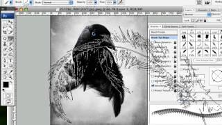 Photoshop "Пернатый Иллюстрация Ворон"