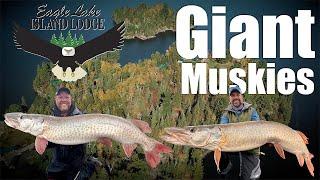 Giant Eagle Lake Muskies