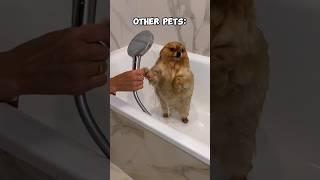 Other Pets vs My Dog #funny #funnycats #pets #cats #kittens #cute #animals #laugh