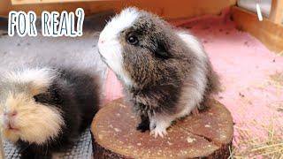 How Many Guinea Pigs Do We Really Have?