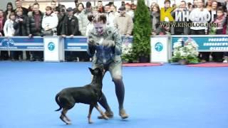 Dog dancing show "Eurasia  2012 / Russia / Moscow". Freestyle.