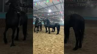 Black horses are cute -HanaKo Horse®