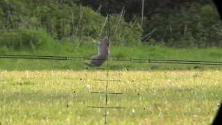 Shooting Rabbits with my CZ 455 22lr