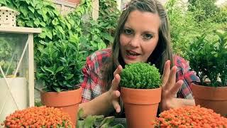 Autumn Garden Ideas Vlog!