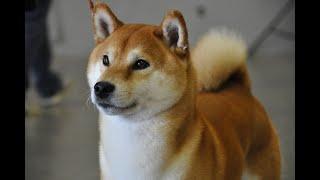 SHIBA INU ШИБА ИНУ ПОДБОРКА СМЕШНЫЕ СОБАКИ