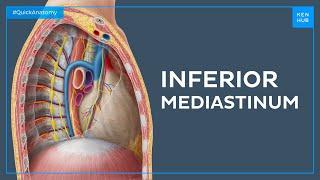 Anatomy of the inferior mediastinum - Quick Anatomy | Kenhub