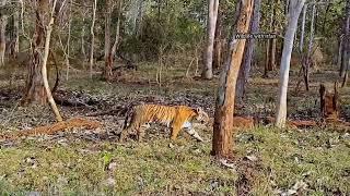 Huge Tiger walking with the safari Jeep l Kabini Safari I Nagarahole Tiger Reserve.