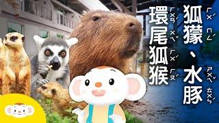 【樂樂帶你探險去】出發去找 #水豚、#狐獴 和#環尾狐猴一起玩囉！#關西六福莊 ｜小行星樂樂TV