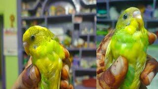 Pudina Fighting | King &Queen kitchen | KQK