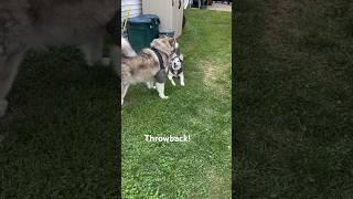 The Difference Between a Husky and a Malamute! #shorts #husky #malamute #dog #dogs #subscribe