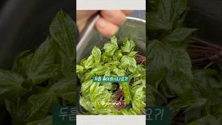 개두릅을 아시나요? #두릅 #개두릅