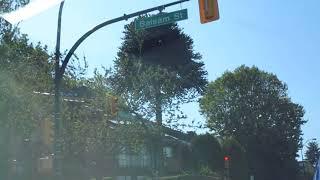 Old Monkey Puzzle Tree in Vancouver