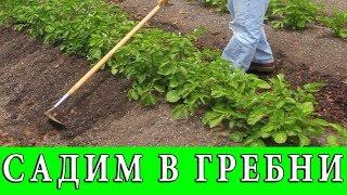 ПОСАДКА КАРТОФЕЛЯ В ГРЕБНИ