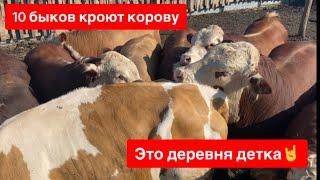 10 БЫКОВ КРОЮТ КОРОВУ ЗАКАЗАЛ ЕЩЁ РОЗЫНАЧАЛАСЬ СЛУЧКА У КОЗ, ЗИМА БУДЕТ С МОЛОКОМ