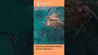 Yuk Panen Mutiara di Pulau Tahiti ? #shorts #shortsyoutube #shortvideo #fypyoutube #fyp #fypシ