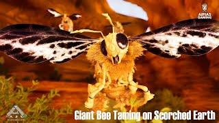 How To Tame a Giant Bee on Scorched Earth! - Ark Survival Ascended - Scorched Earth [How To]