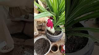 #garden #flowerspot #farming #natureplants #naturelovers #naturelife