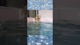 Diving dog / Swimming Dachshund Malrang