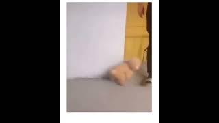 Pup does a Prank (Cutest) 