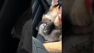 Cat falls asleep in German Shepherd's mouth 