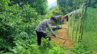 The boy wandered around picking berries to sell and weeding around the garden - Ly Dinh Quang