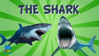 Sharks: The scariest animals in the sea | Educational Videos for Kids