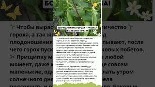 Выращивание гороха - урожай больше в 4 раза! #огород #советы #горох #shorts
