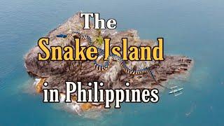 The HOUSE of MOST DANGEROUS Sea snake in Philippines