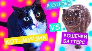 КОТ VS КОШКА | КОТ МУРЗИК ОБМАНУЛ КОШЕЧКУ БАТТЕРС - ПЕРВЫЙ РАЗ НА УЛИЦЕ