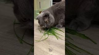 ️ДЫМОК И СВЕЖАЯ ТРАВКА #cat #кошки #вислоухие #влог