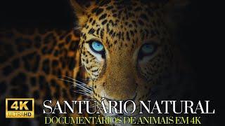 Santuário Natural  | Documentários de Animais em 4K 