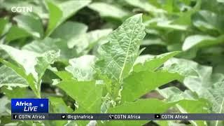 Innovator develops irrigation app to boost Niger's food security