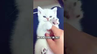 Why Cats Love Their Owners
