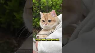 These Cats Witnessed an Unimaginable Horror - Chapter 57 #cat #creepy #creepypasta #creepystories