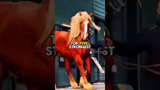 5 Strongest Horse Breed In The World #horse #animallife #equestrianjourney #facts #animalfacts