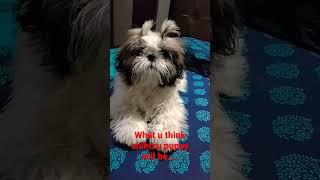Expectations vs reality#shihtzu #puppy #cute #coco #funnyvideo #viralshort