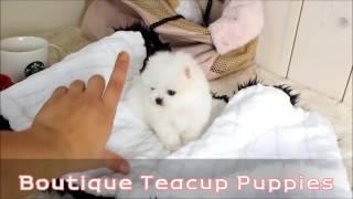 Adorable Lil Miss Anna Micro Teacup Pom