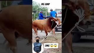 cow Big Jump World record  2025