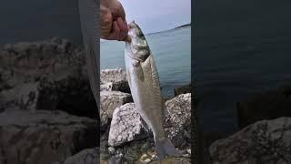 #fishing #italy #surfcasting #spigola