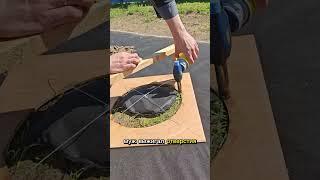 Питомник декоративных растений с нуля)