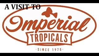 A visit to Imperial Tropicals- Traveling the fish scene